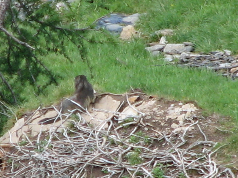 image42