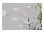 thumbnail6